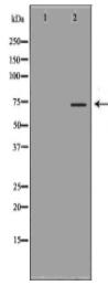 KNG1 Antibody
