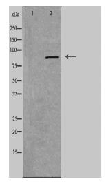 RXFP2 Antibody