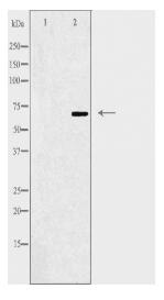 ZNF668 Antibody