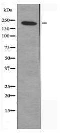 MYO5A Antibody