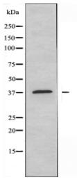 MEF2B Antibody