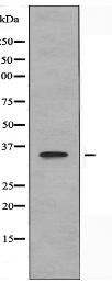 OR8G1 Antibody