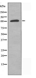 IFIH1 Antibody