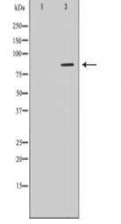 MAPT Antibody
