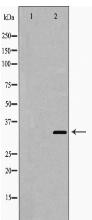 HO-1 Antibody