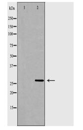 TNFSF13 Antibody