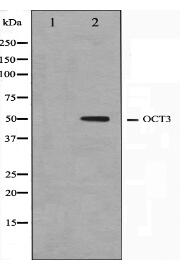 OCT3 Antibody