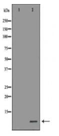 MT2A Antibody