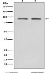 Hsp90 beta Antibody