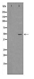 RBBP4 Antibody