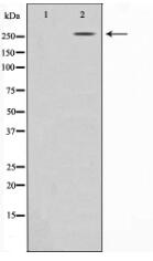 Fibronectin 1 Antibody