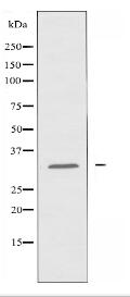ICAM2 Antibody