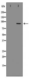 MCM3 Antibody