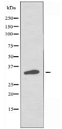 OR2M7 Antibody