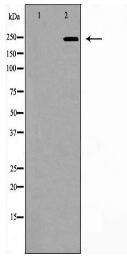 NOTCH3 Antibody