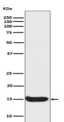 Histone H3 (acetyl K56) Antibody