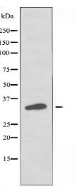 OR4A4/47 Antibody