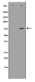 TMPO Antibody