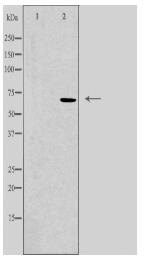 KCNA5 Antibody