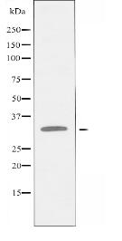 RAB40B Antibody