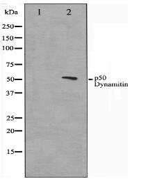 p50 Dynamitin Antibody