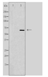 IGFALS Antibody