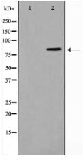 STON1 Antibody