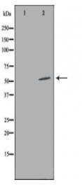 LILRA2 Antibody