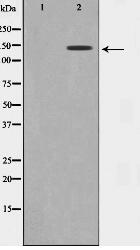 MAST3 Antibody