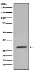 Heme Oxygenase 1 Antibody