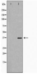 MCL1 Antibody