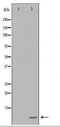 POLR2L Antibody