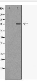 USO1 Antibody