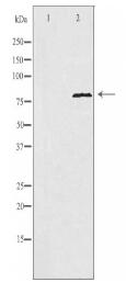 POLI Antibody