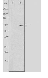 TRI18 Antibody