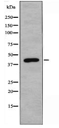 IRF2 Antibody