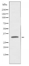 OR8K3 Antibody