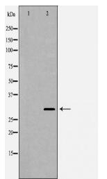 TFAM Antibody