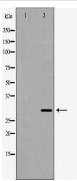 POMC Antibody