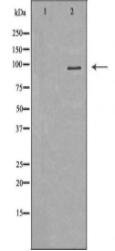 LEPR Antibody