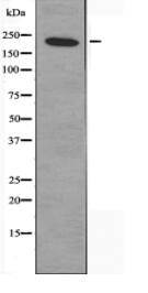 MYH14 Antibody