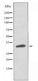 OR4X1 Antibody