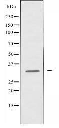 OR6C68 Antibody