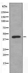 PRKX Antibody