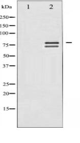 Lamin A/C Antibody