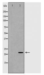 RhoA Antibody