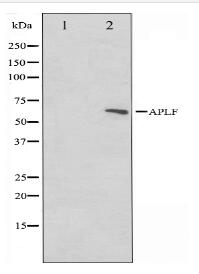 APLF Antibody