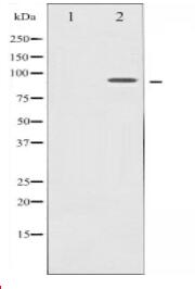 MSK1 Antibody