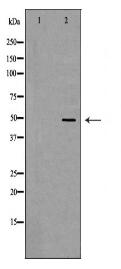 SCCPDH Antibody