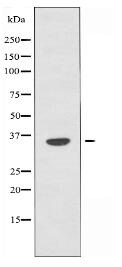 OR4C3 Antibody